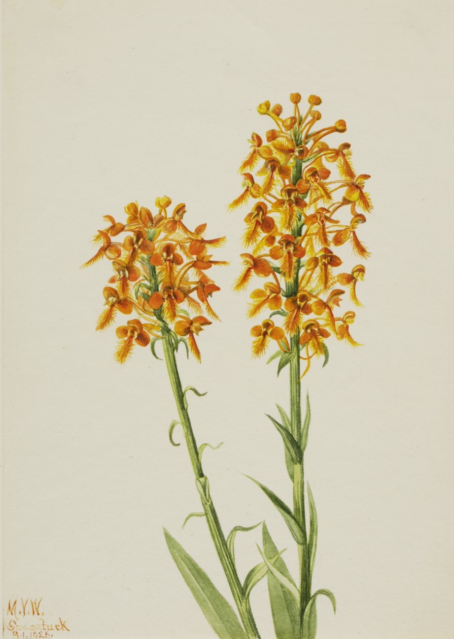 Gul frynseorkidé Habenaria ciliaris, 1926. af Mary Vaux Walcott