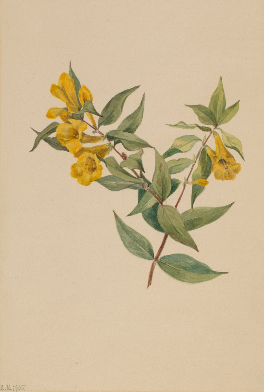 Gul Jessamine Gelsemium sempervirens, 1905. af Mary Vaux Walcott