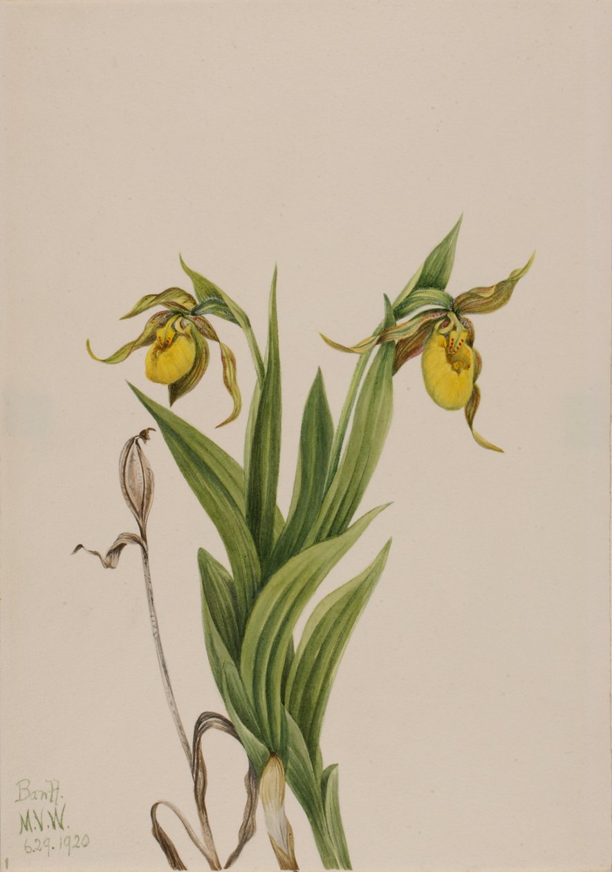Gul dametøffel Cypripedium parviflorum, 1920. af Mary Vaux Walcott