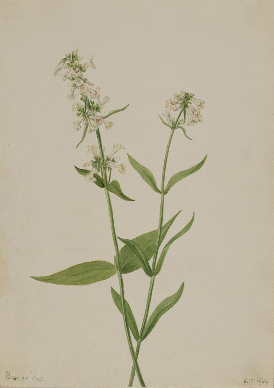 Gul Penstemon Penstemon confertus, 1904. af Mary Vaux Walcott
