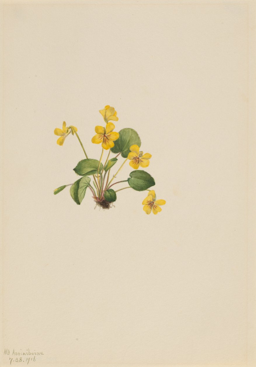 Gul viol (Viola orbiculata) af Mary Vaux Walcott
