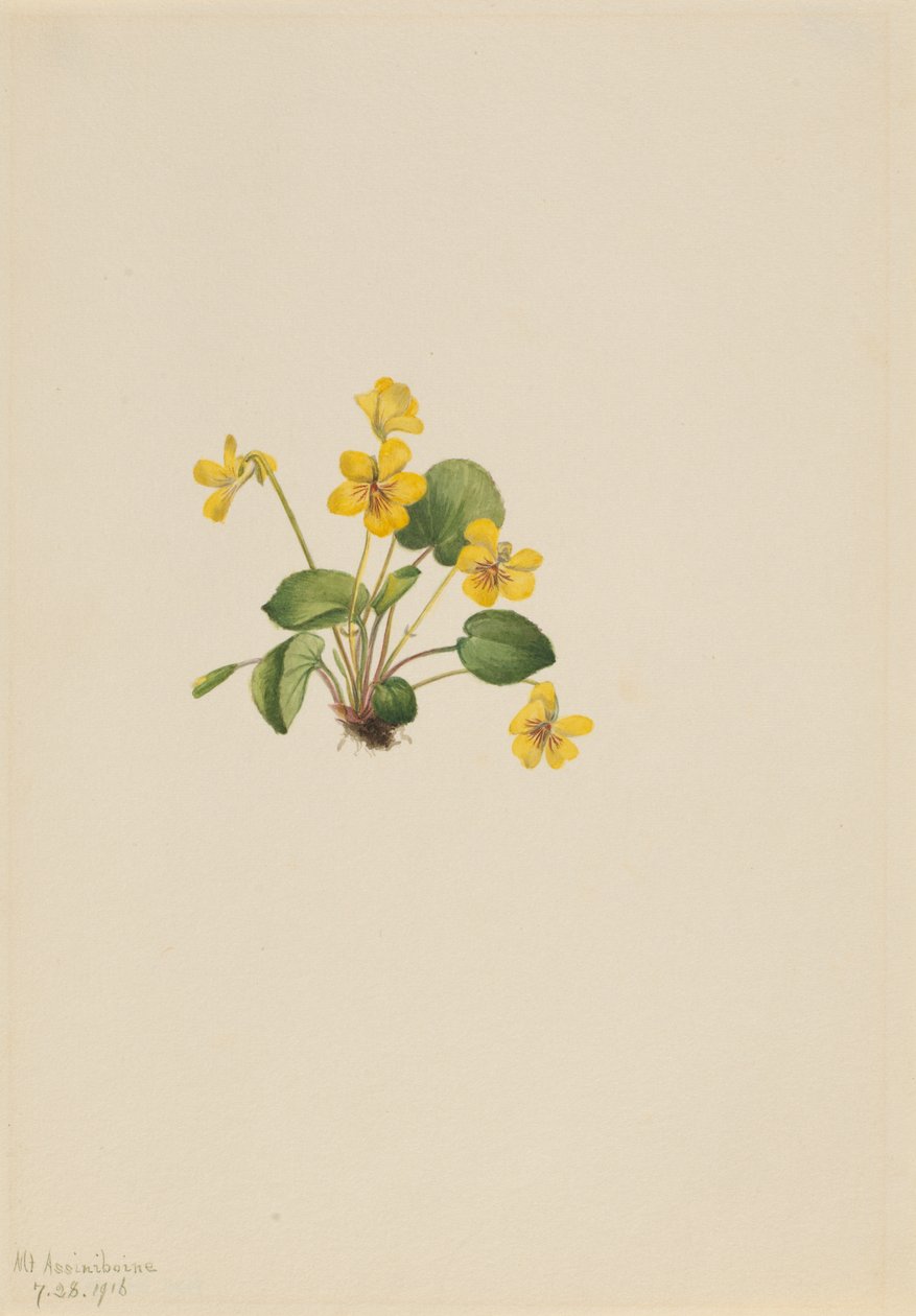 Gulviolet Viola orbiculata, 1916. af Mary Vaux Walcott
