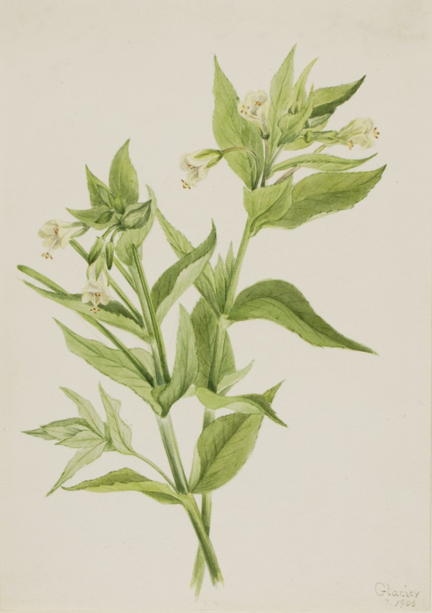 Gul pilegras Epilobium lutem, 1906. af Mary Vaux Walcott