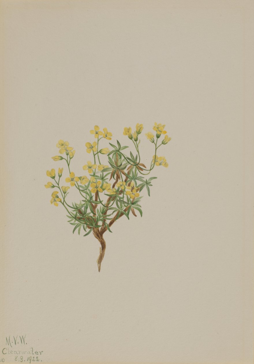 Gul pilegræs, 1922. af Mary Vaux Walcott