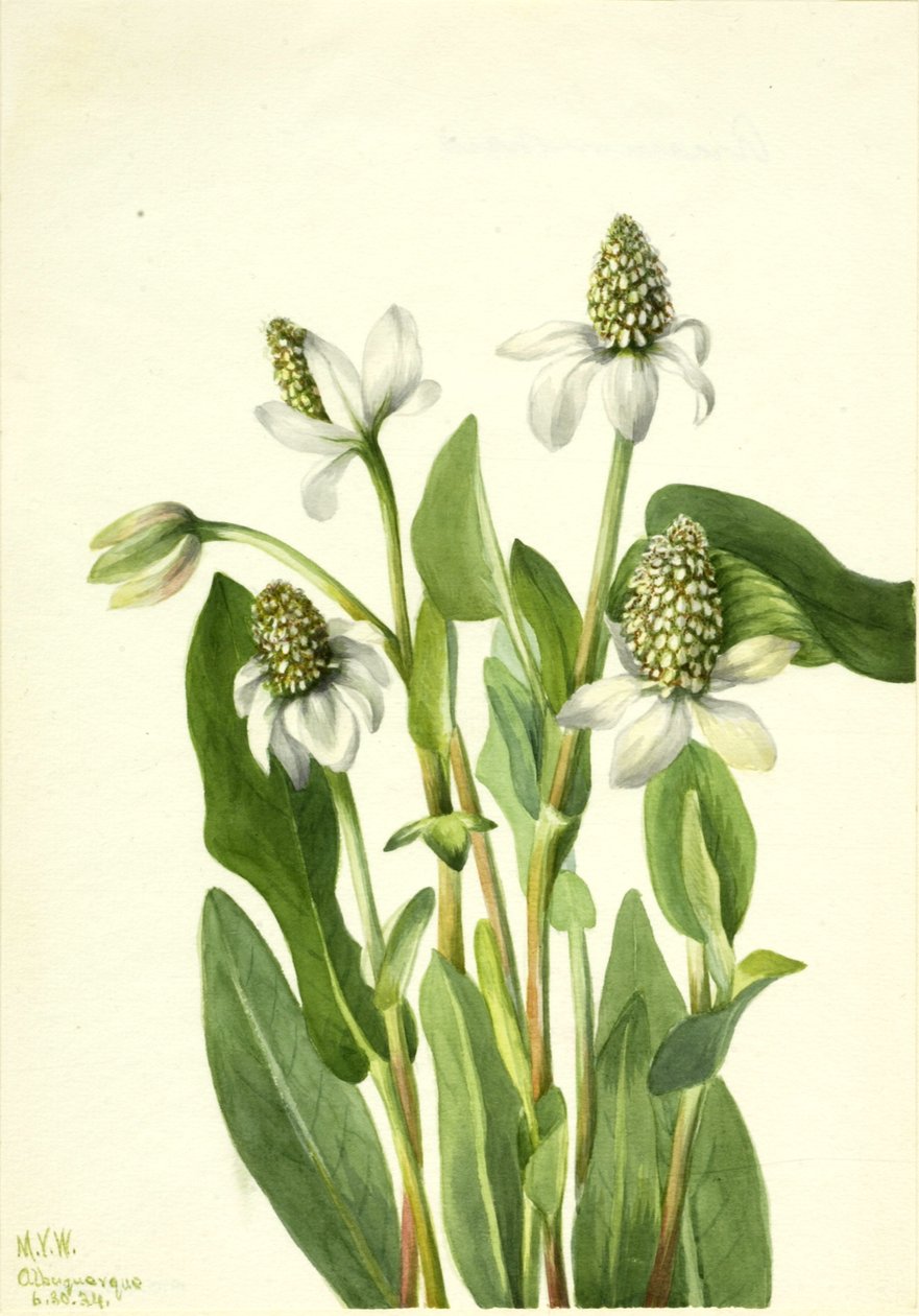 Yerba Mansa Anemopsis californica, 1934. af Mary Vaux Walcott