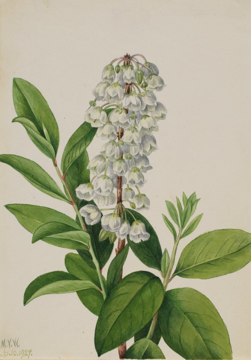 Zenobia Zenobia cassinifolia, 1927. af Mary Vaux Walcott