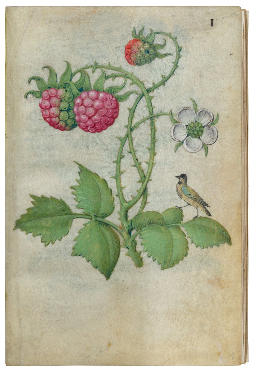 Bog om blomsterstudier, ca. 1510-1515. af Master of Claude de France