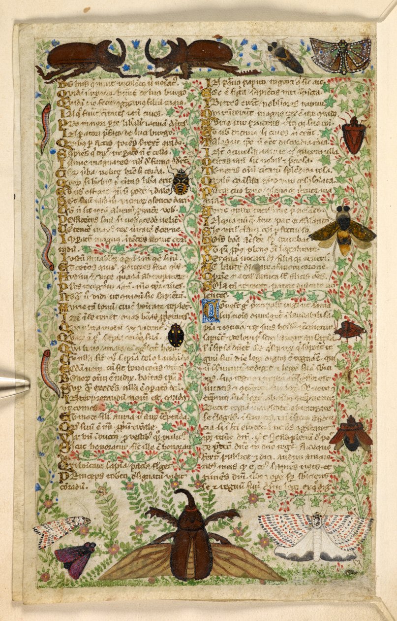 Tilføje. 28841, f.4v: Møl og hornbiller, fra en afhandling om dyder og laster, og en anonym prosahistorie på Sicilien (fragment), c.1330-40 (vellum) af Master of the Cocharelli Codex