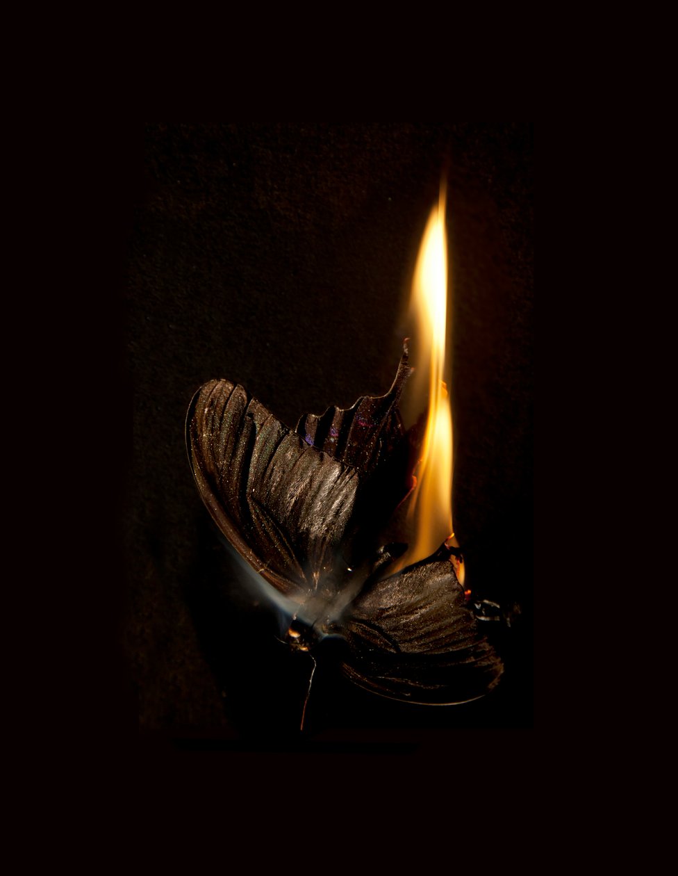 Brændende sommerfugl 13, 2013 (Lambda print) af Mat Collishaw