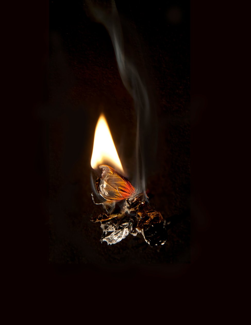 Brændende sommerfugl 19, 2013 (Lambda print) af Mat Collishaw
