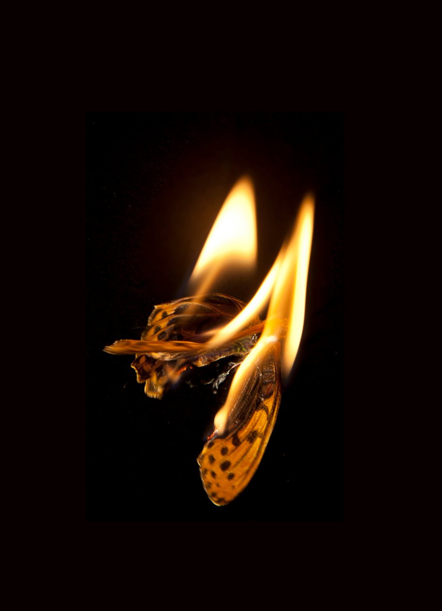 Brændende sommerfugl 20, 2013 (Lambda print) af Mat Collishaw