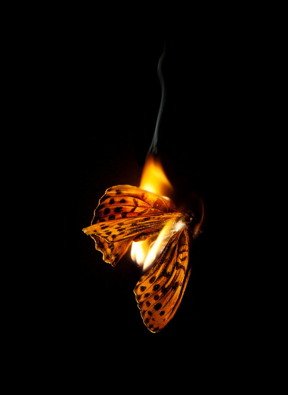 Brændende sommerfugl 25, 2013 (Lambda print) af Mat Collishaw