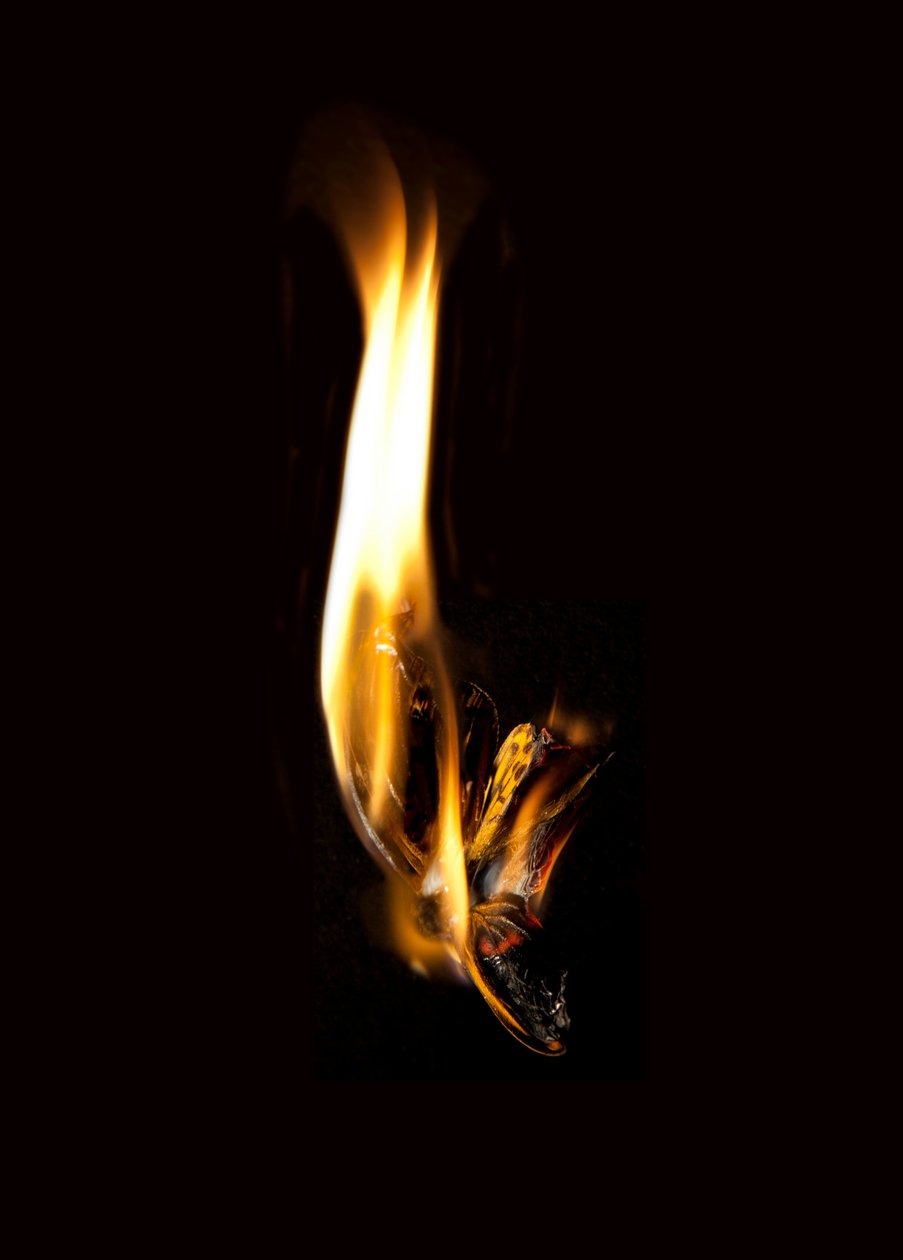 Burning Butterfly 2, 2013 (Lambda-print) af Mat Collishaw