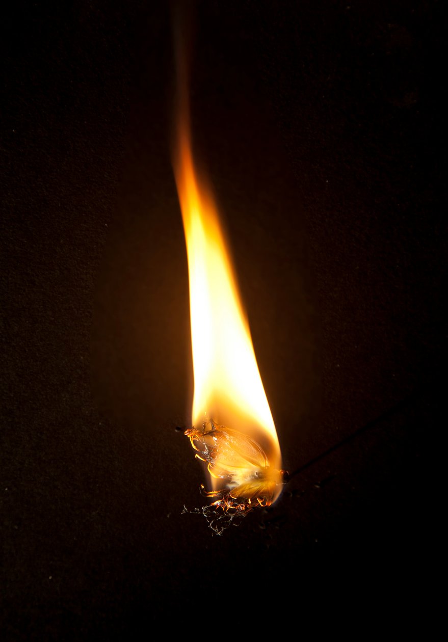 Burning Butterfly 3, 2013 (Lambda print) af Mat Collishaw