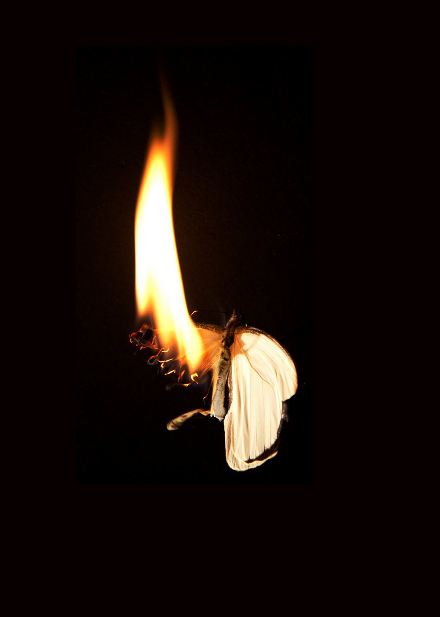 Brændende sommerfugl 7, 2013 (Lambda print) af Mat Collishaw