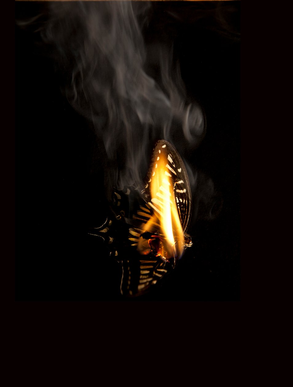 Brændende sommerfugl 9, 2013 (Lambda print) af Mat Collishaw