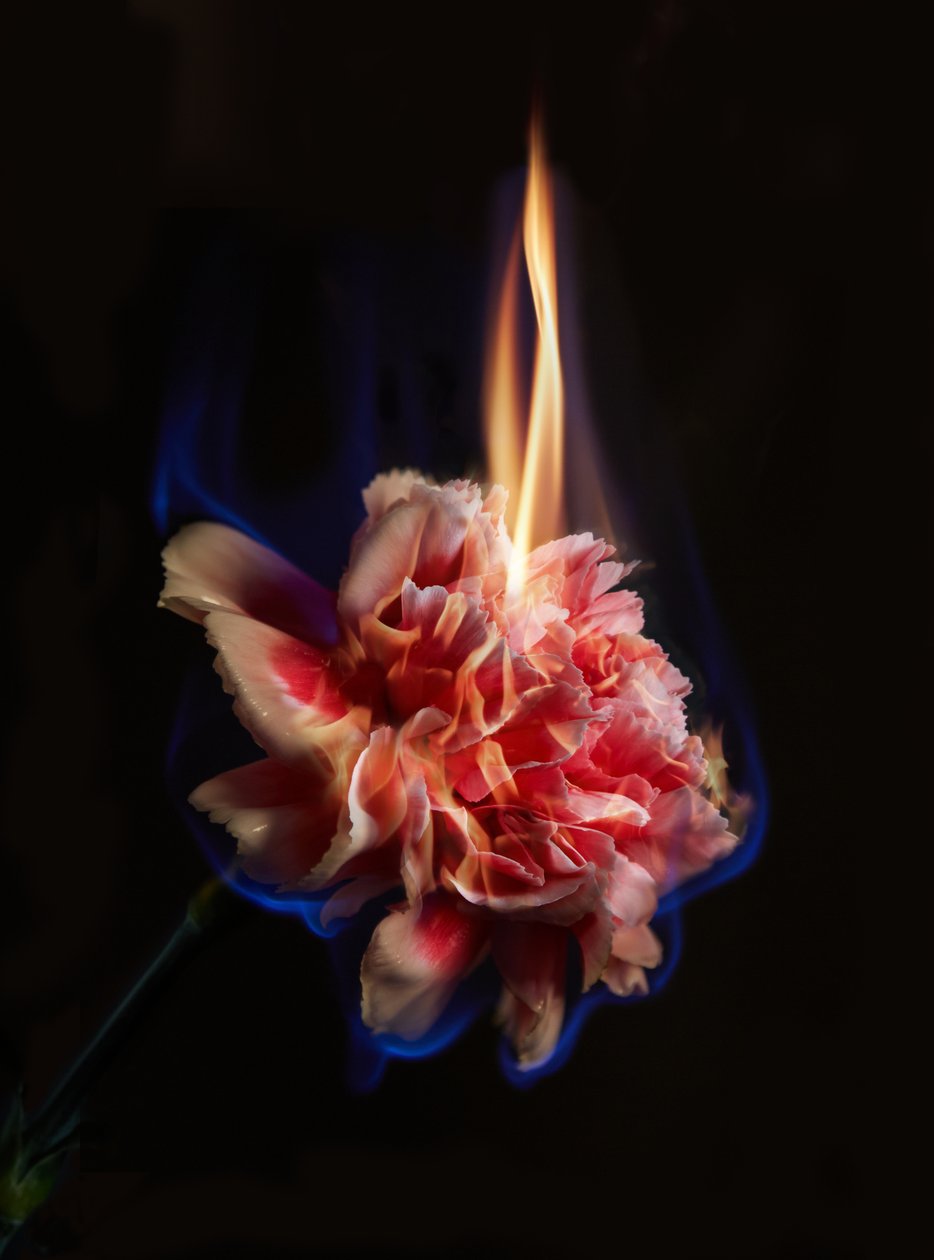 Effigy, 2013 (C-type fotografi) af Mat Collishaw