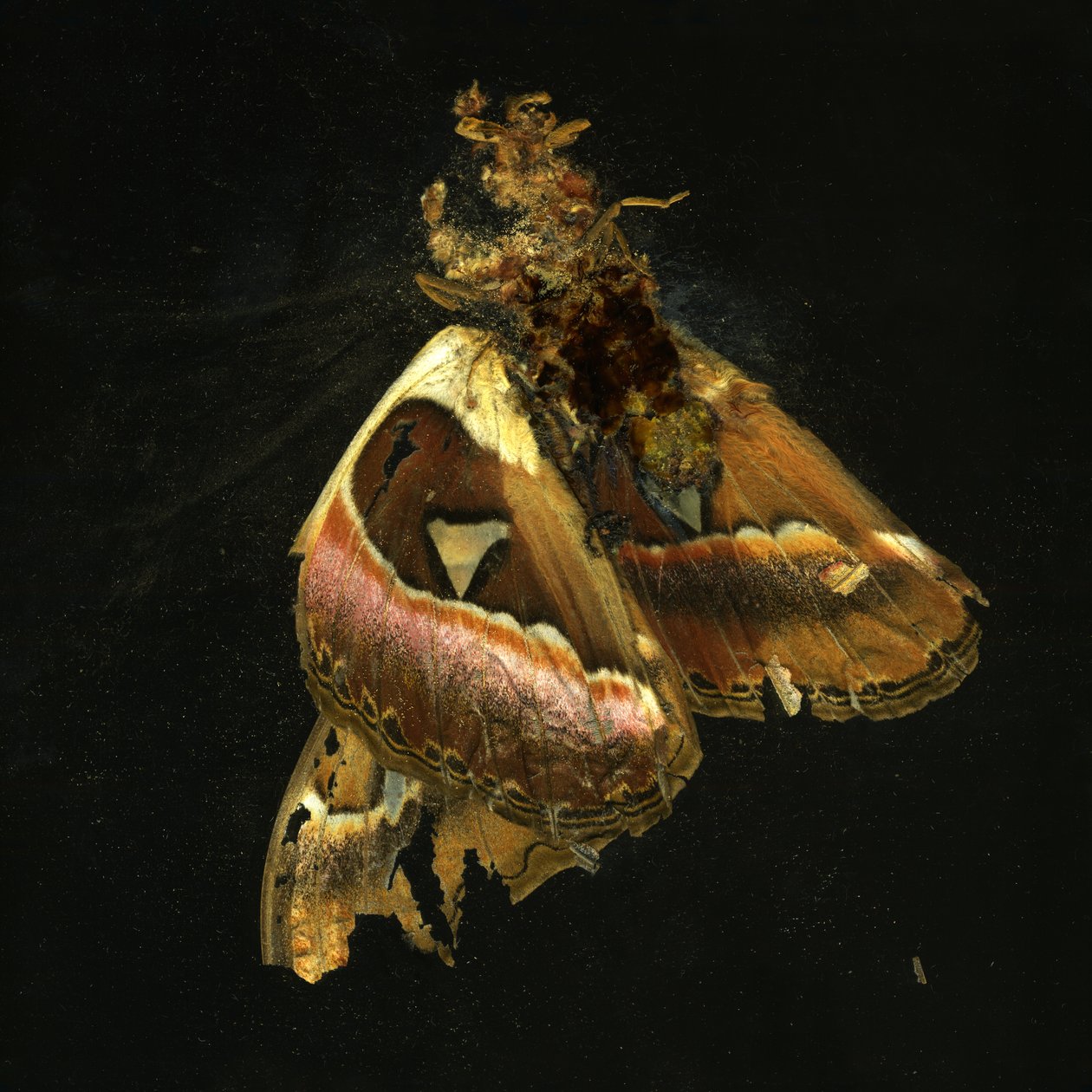 Insekticid 11, 2006 (C-type fotografi) af Mat Collishaw