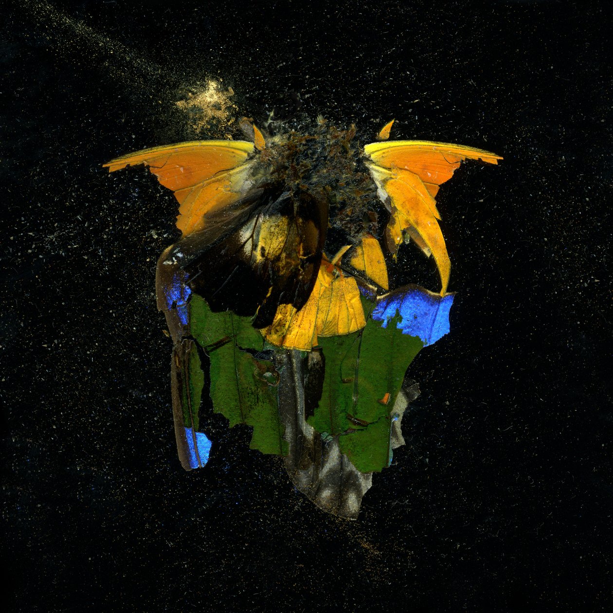 Insekticid 14, 2009 (C-type fotografi) af Mat Collishaw