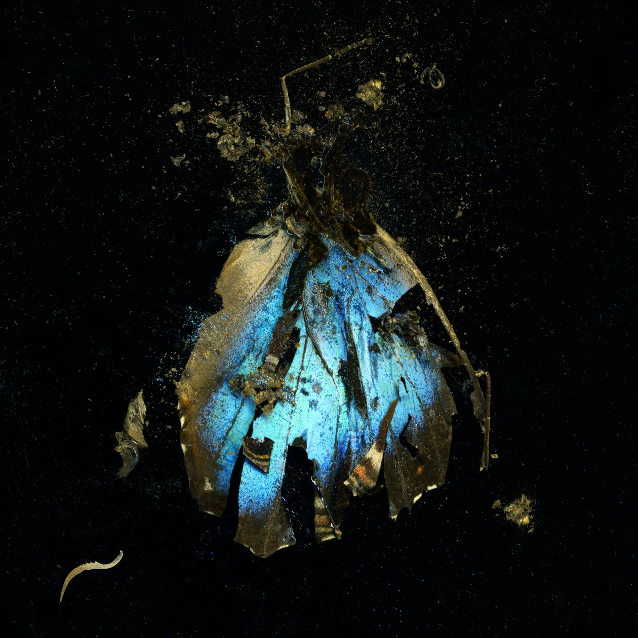 Insekticid 16, 2009 (C-type fotografi) af Mat Collishaw