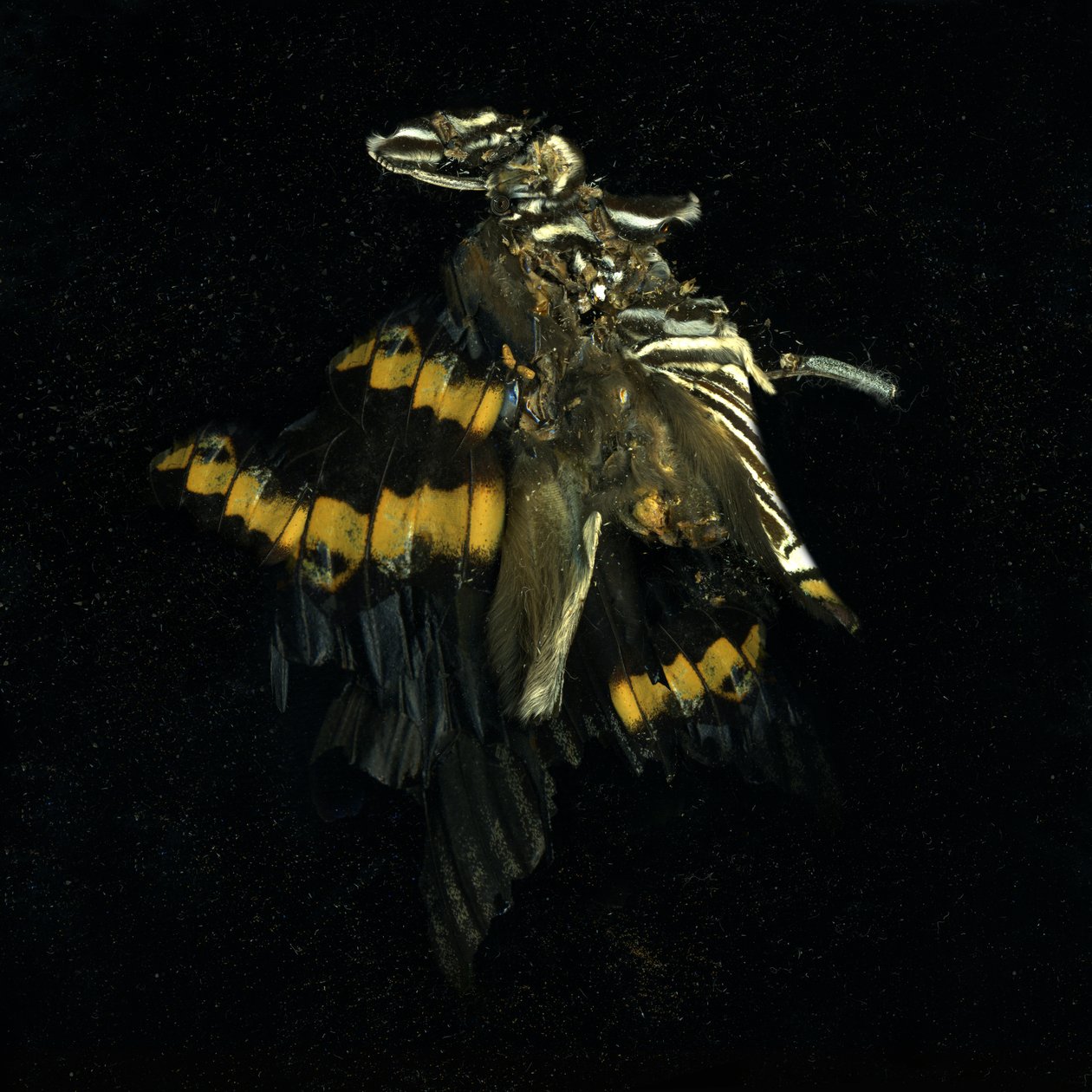 Insekticid 17, 2009 (C-type fotografi) af Mat Collishaw