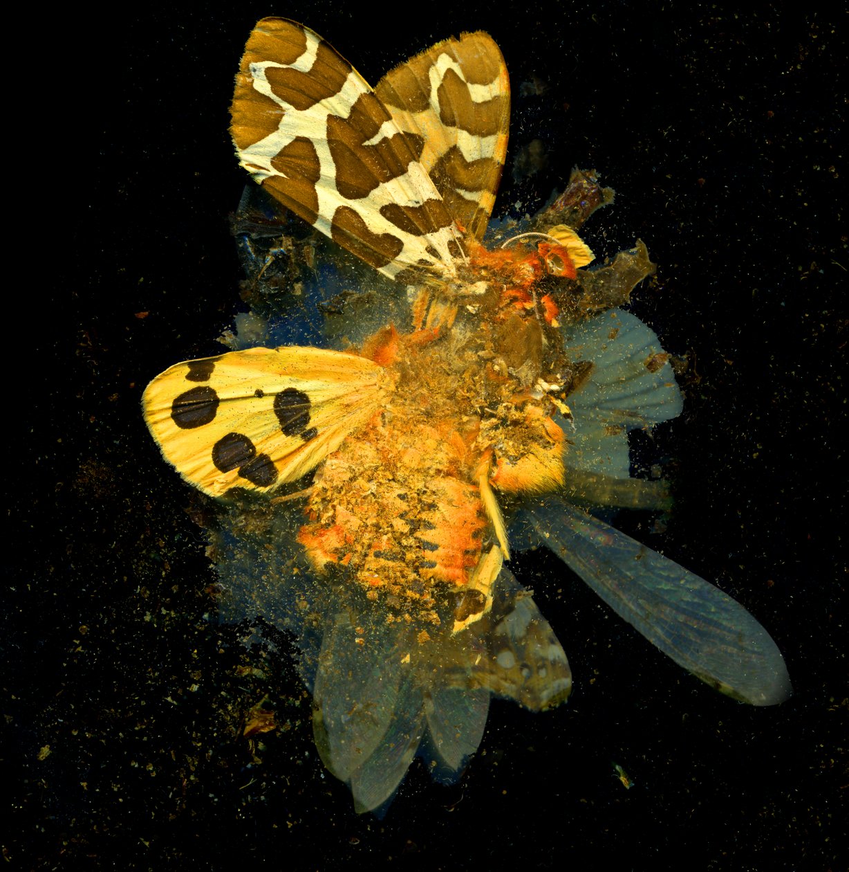 Insekticid 24, 2008 (C-type fotografi) af Mat Collishaw