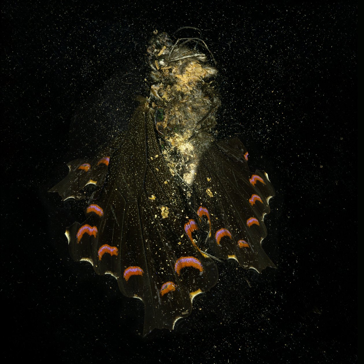 Insekticid 28, 2011 (C-type fotografi) af Mat Collishaw