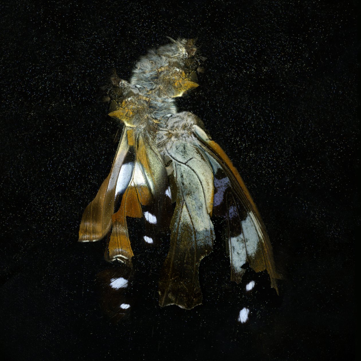 Insekticid 38, 2011 (C-type fotografi) af Mat Collishaw