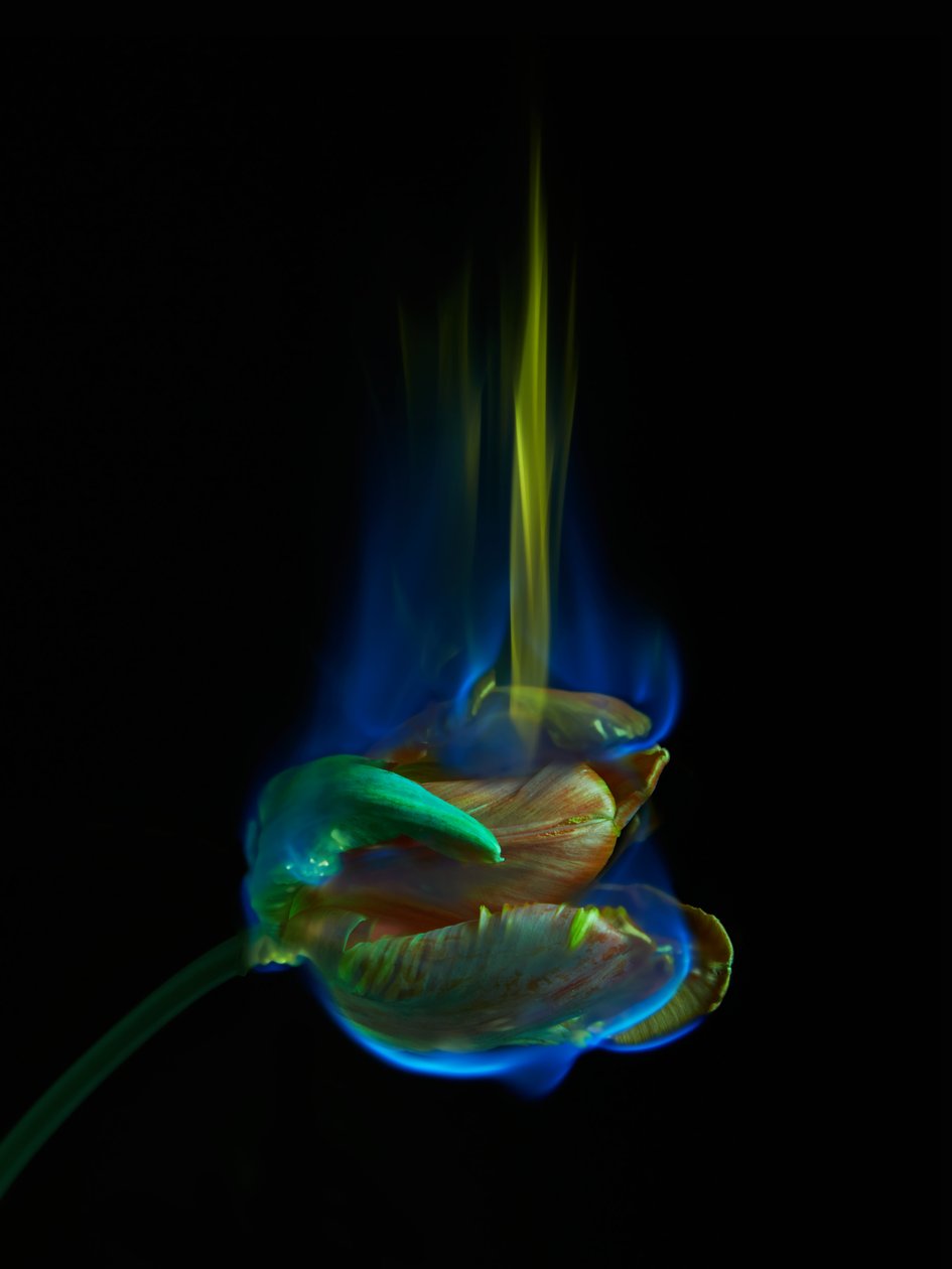Den forgiftede side, 2013 (C-type fotografi) af Mat Collishaw