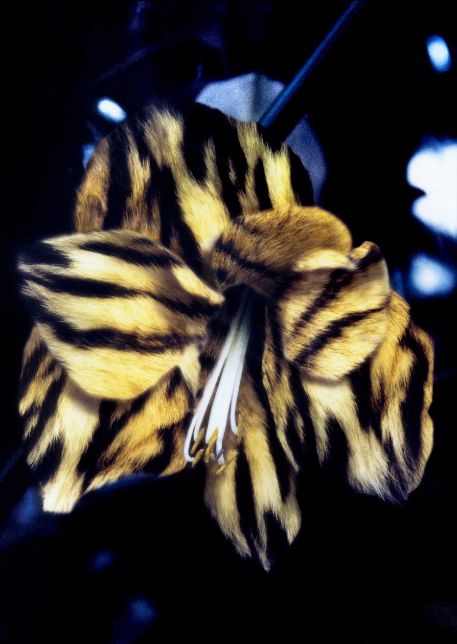 Tigerskindslilje af Mat Collishaw