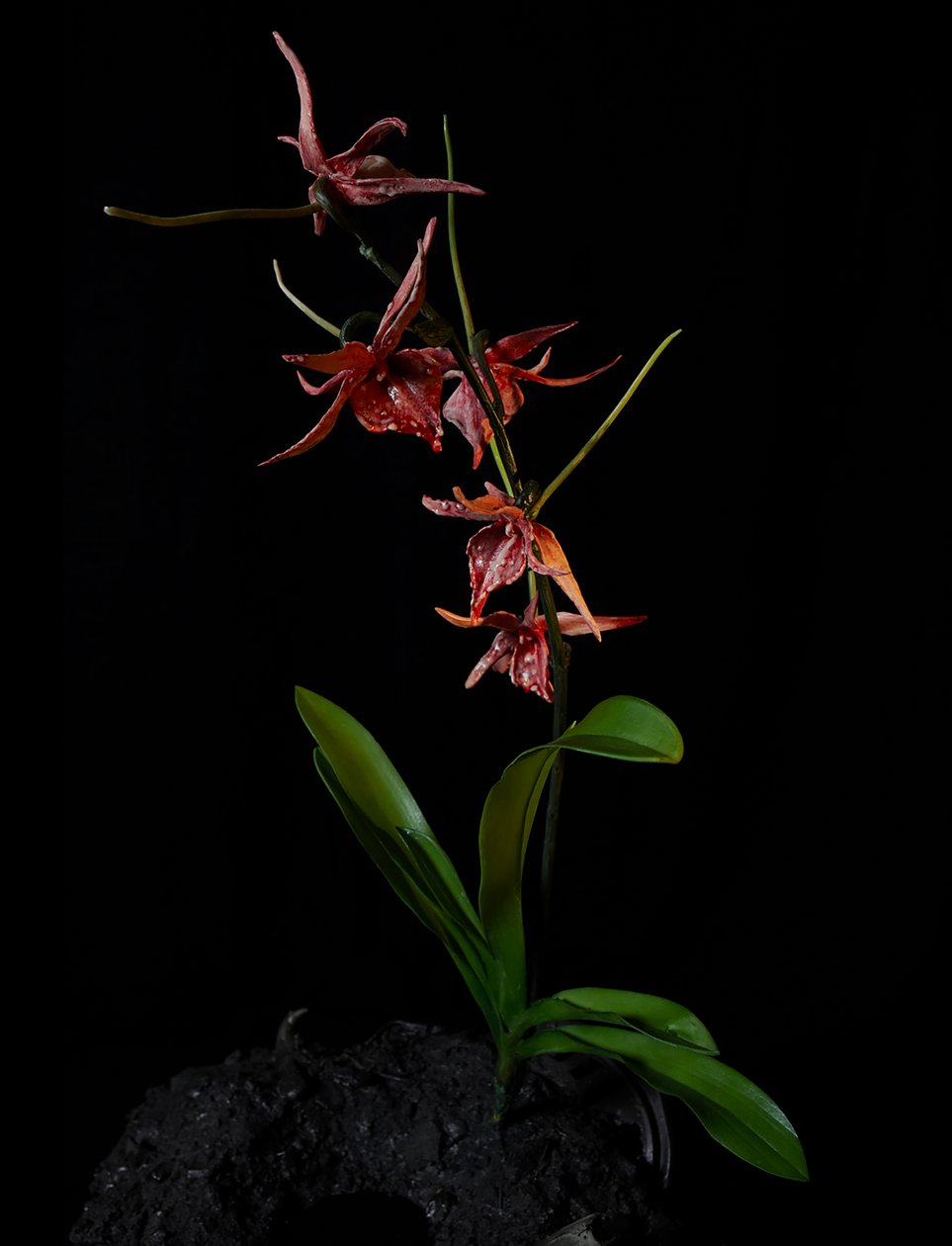 Venal Muse, Augean, 2012 (Harpiks, emaljemaling, træ, glas, stål) af Mat Collishaw