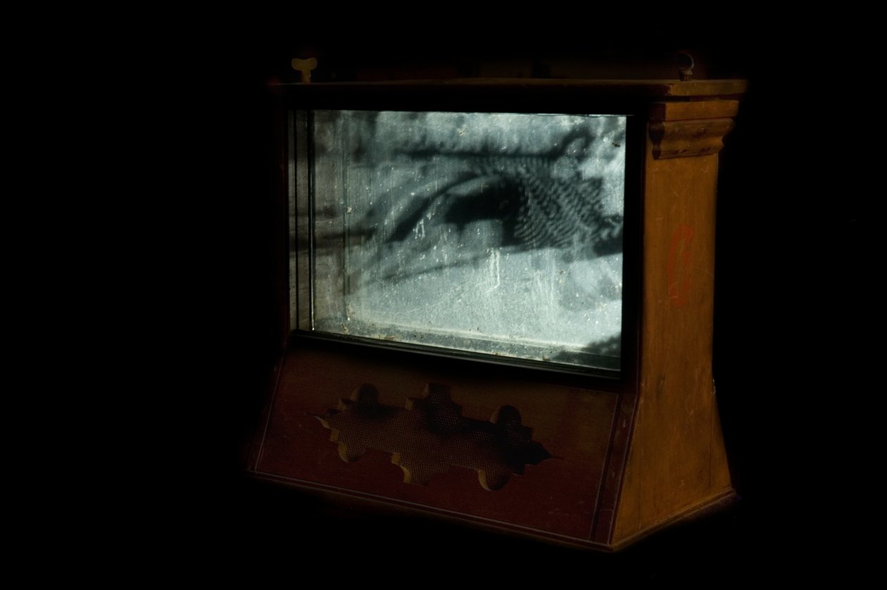 Wormery, 2009 (Træ, glas, stål, projektor og afspiller) af Mat Collishaw