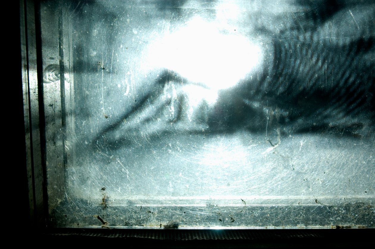 Wormery, 2009 (Træ, glas, stål, projektor og afspiller) af Mat Collishaw