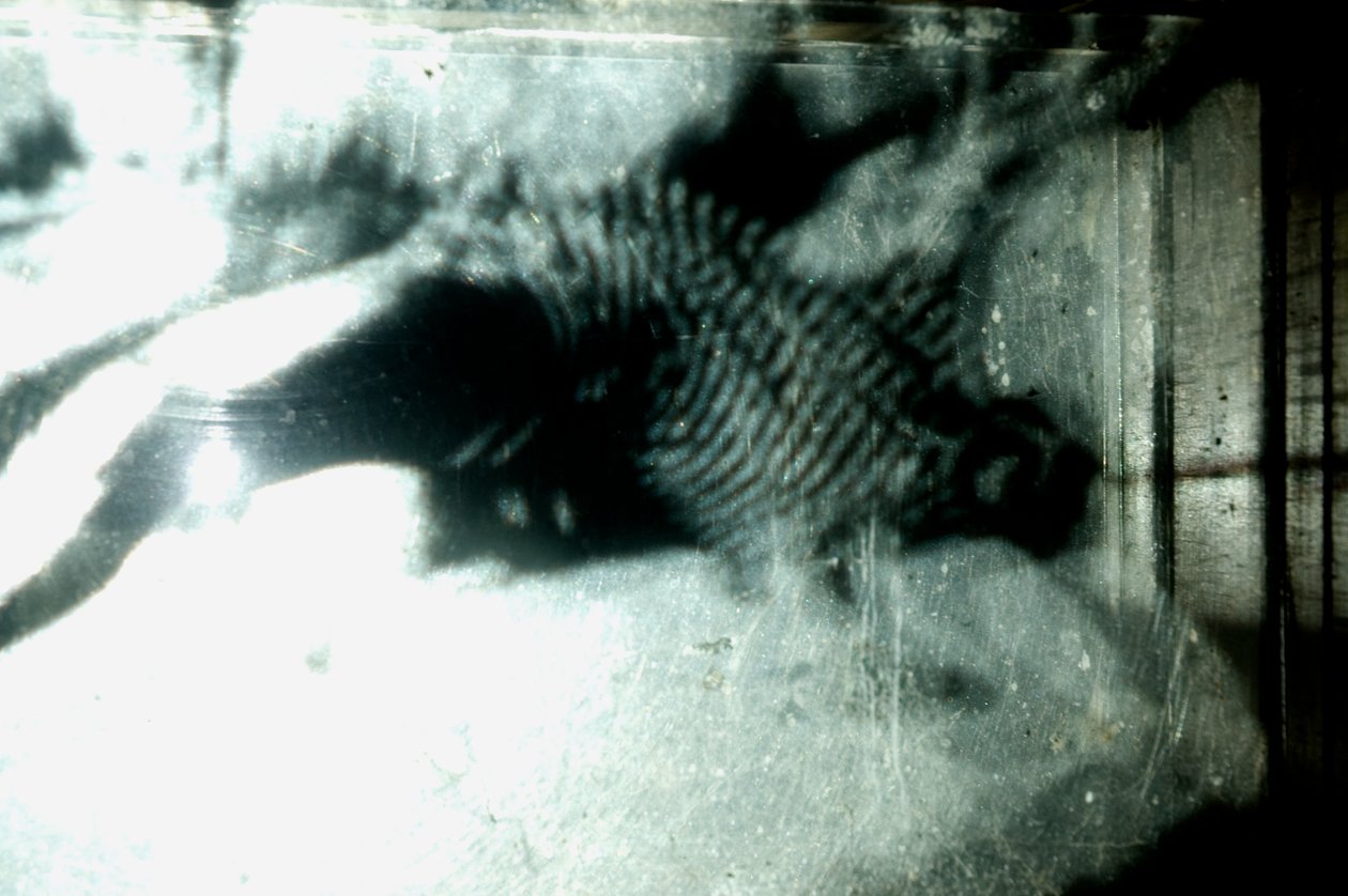 Wormery, 2009 (Træ, glas, stål, projektor og afspiller) af Mat Collishaw