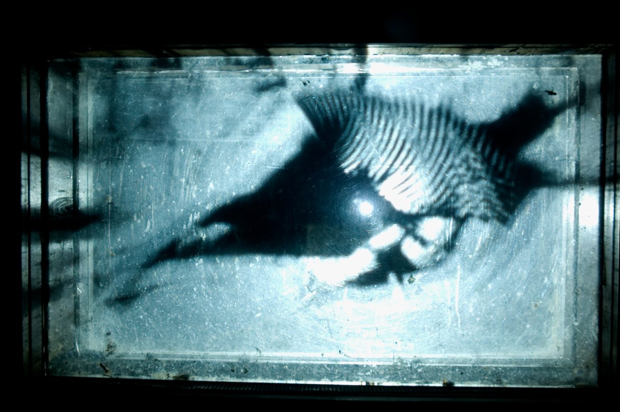 Wormery, 2009 (Træ, glas, stål, projektor og afspiller) af Mat Collishaw