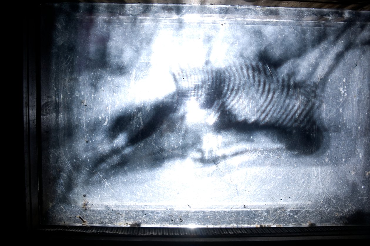 Wormery, 2009 (Træ, glas, stål, projektor og afspiller) af Mat Collishaw