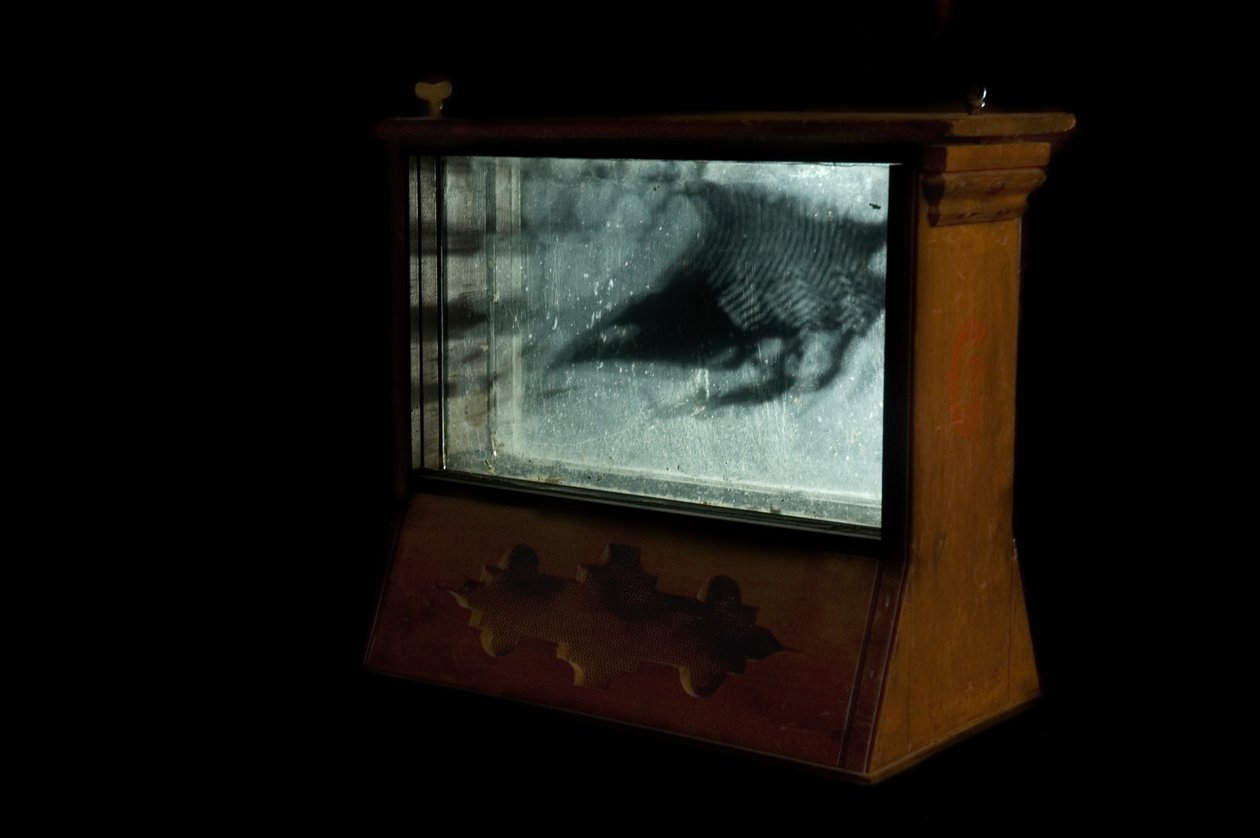 Wormery, 2009 (Træ, glas, stål, projektor og afspiller) af Mat Collishaw