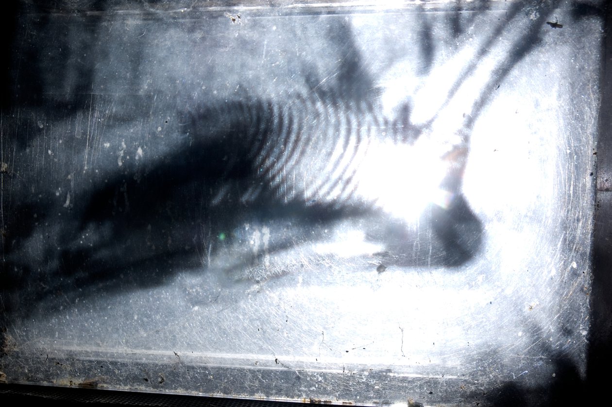 Wormery, 2009 (Træ, glas, stål, projektor og afspiller) af Mat Collishaw