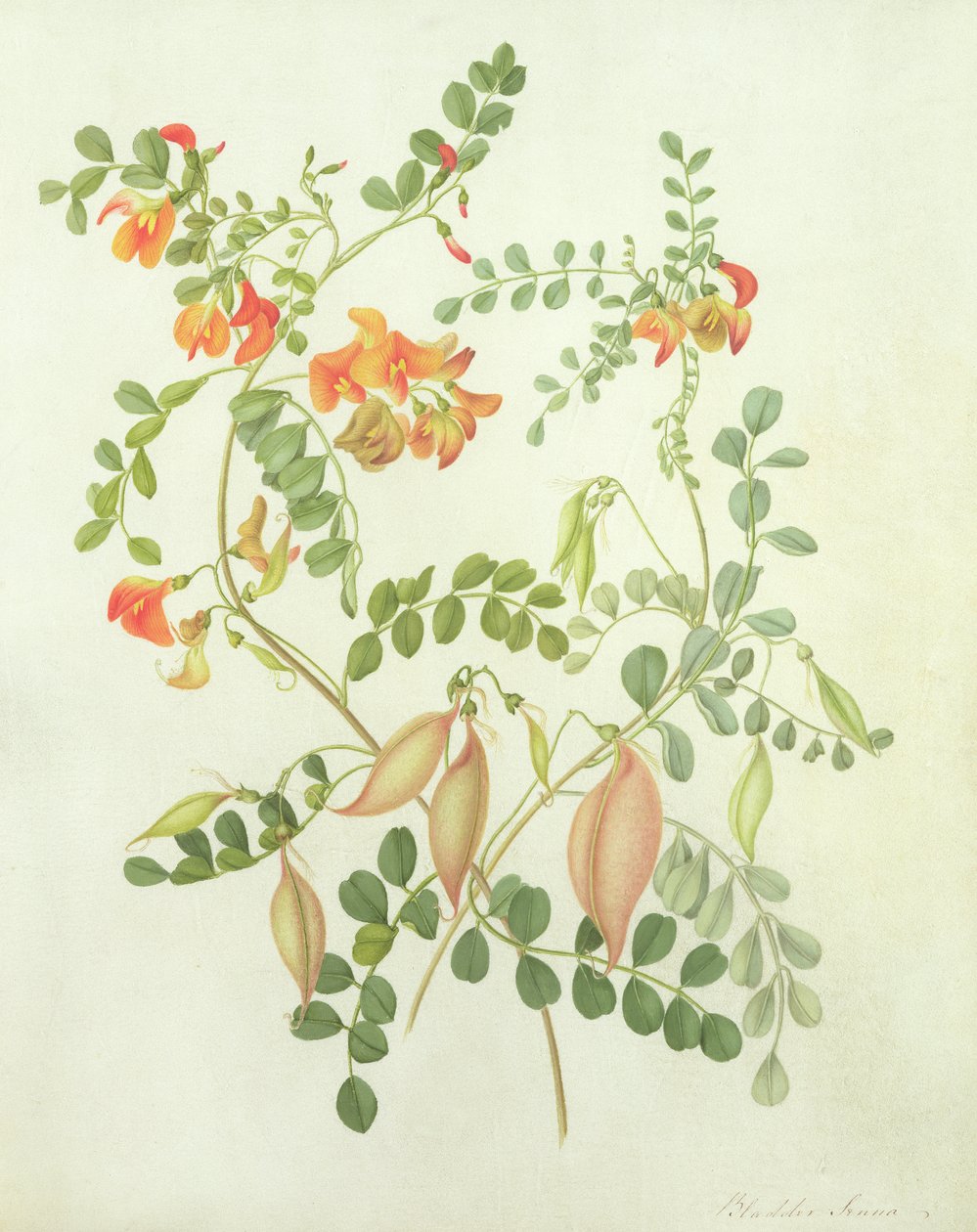 Colutea Arbordscens Media (wc og gouache over blyant på pergament) af Matilda Conyers