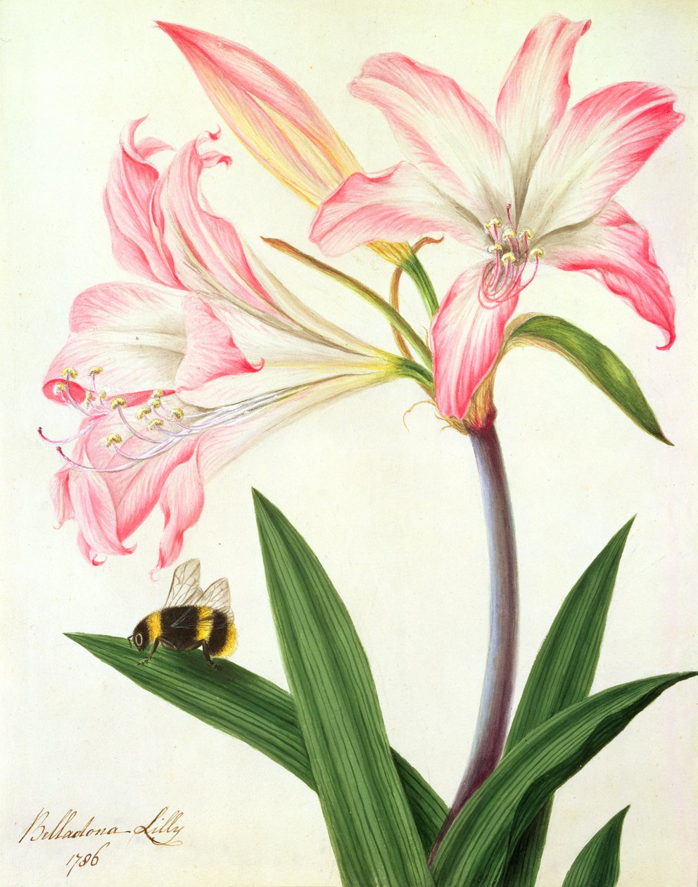 Lilium Belladonna and Bee, 1786 (wc og gouache over blyant på papir) af Matilda Conyers