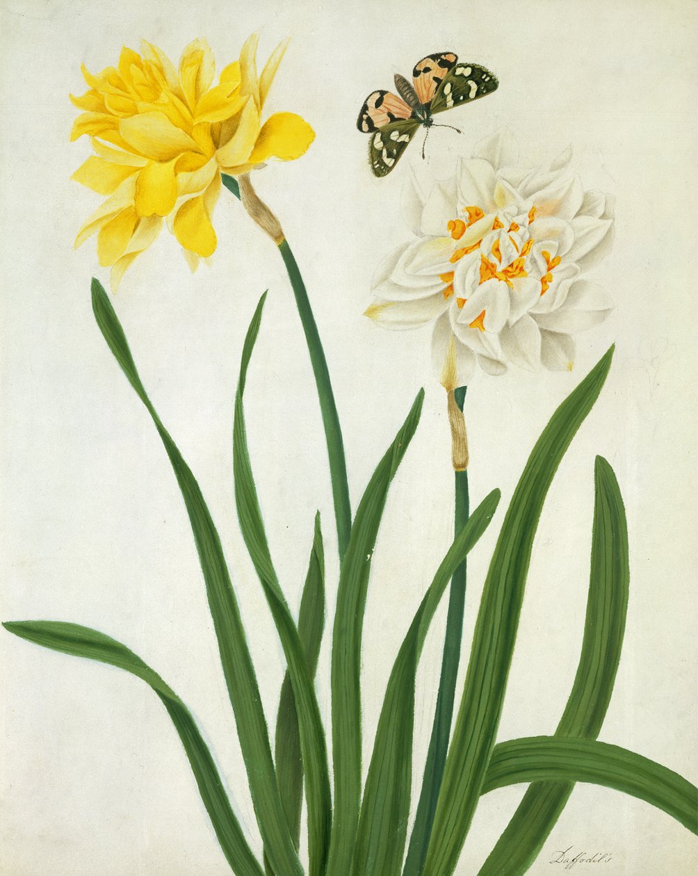 Narcissi og sommerfugl (wc og gouache med guld over blyant på vellum) af Matilda Conyers