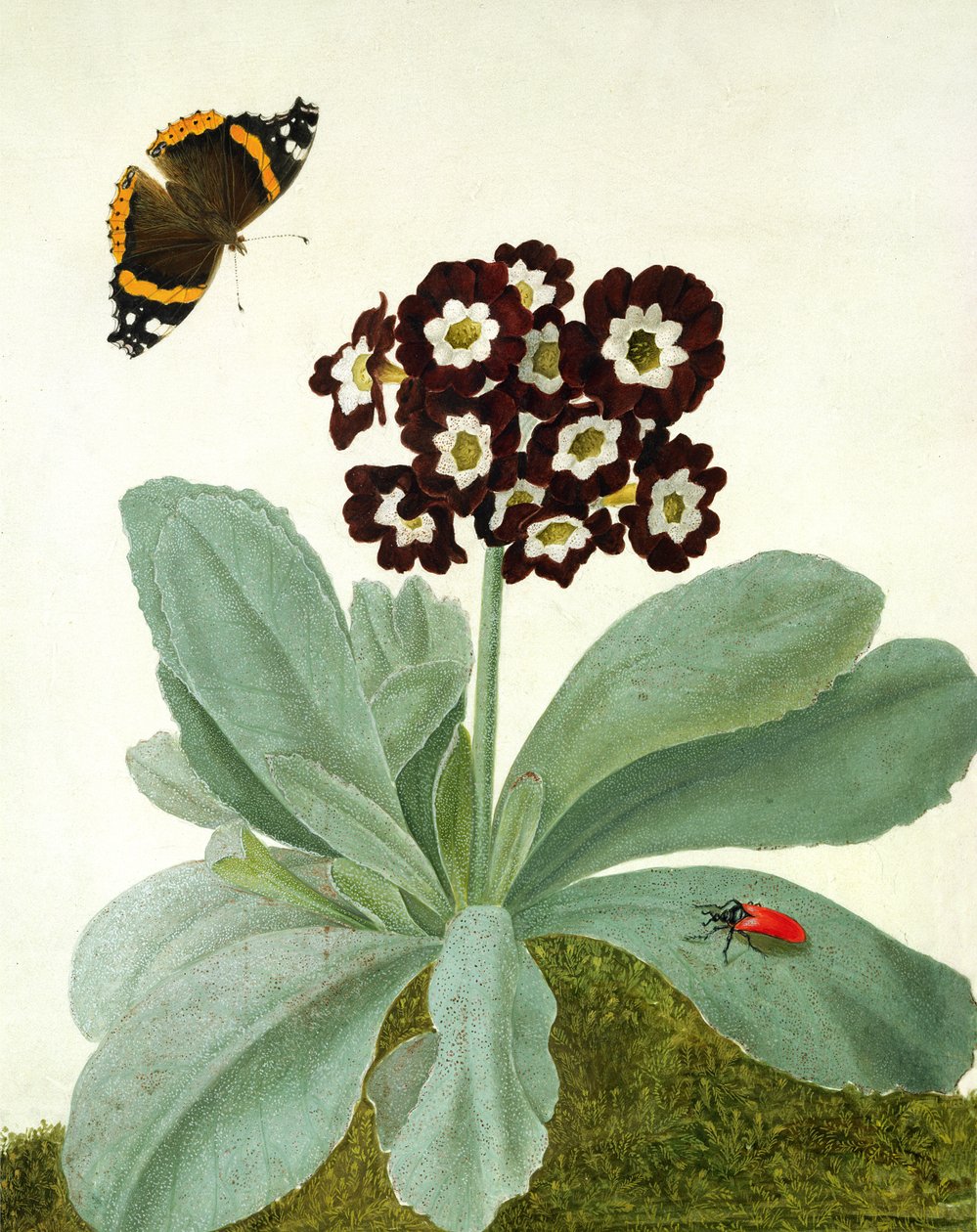 Primula Auricula med sommerfugl og bille (gouache over blyant på pergament) af Matilda Conyers