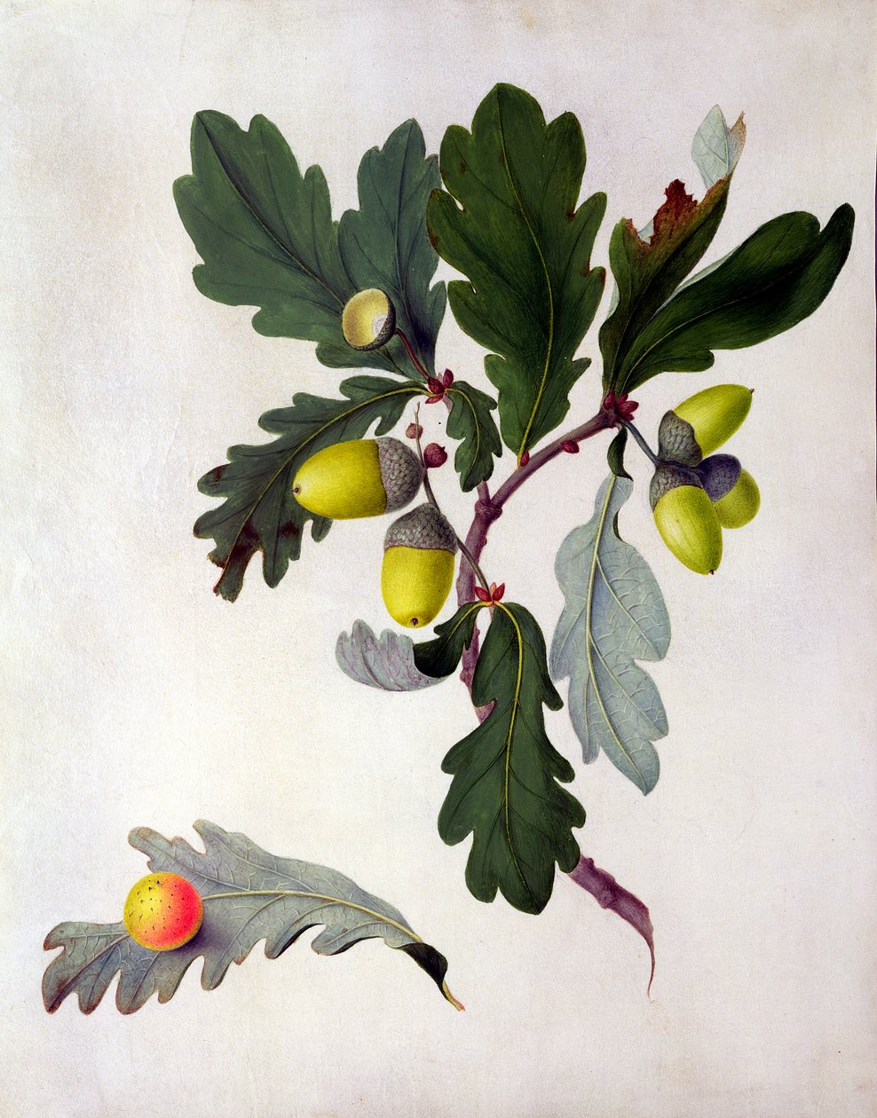 Quercus (wc og gouache over blyant på vellum) af Matilda Conyers