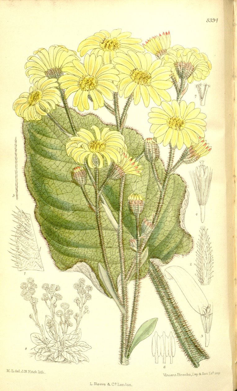 Senecio saxifragoides af Matilda Smith