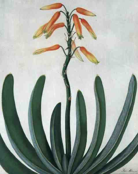 Aloe Striata (akvarel og gouache over blyant på pergament) af Matilda Conyers