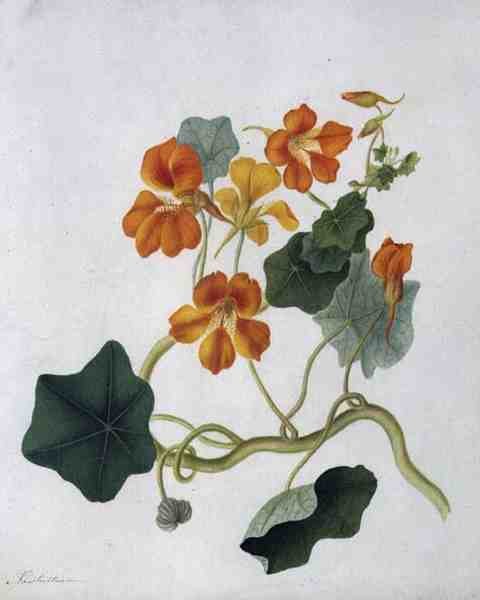 Tropaeolum (akvarel og gouache over blyant på pergament) af Matilda Conyers