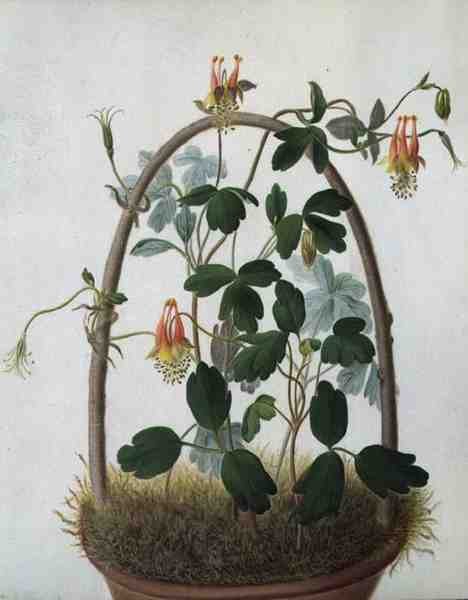 Tropaeolum Tuberosum (akvarel og gouache over blyant på pergament) af Matilda Conyers