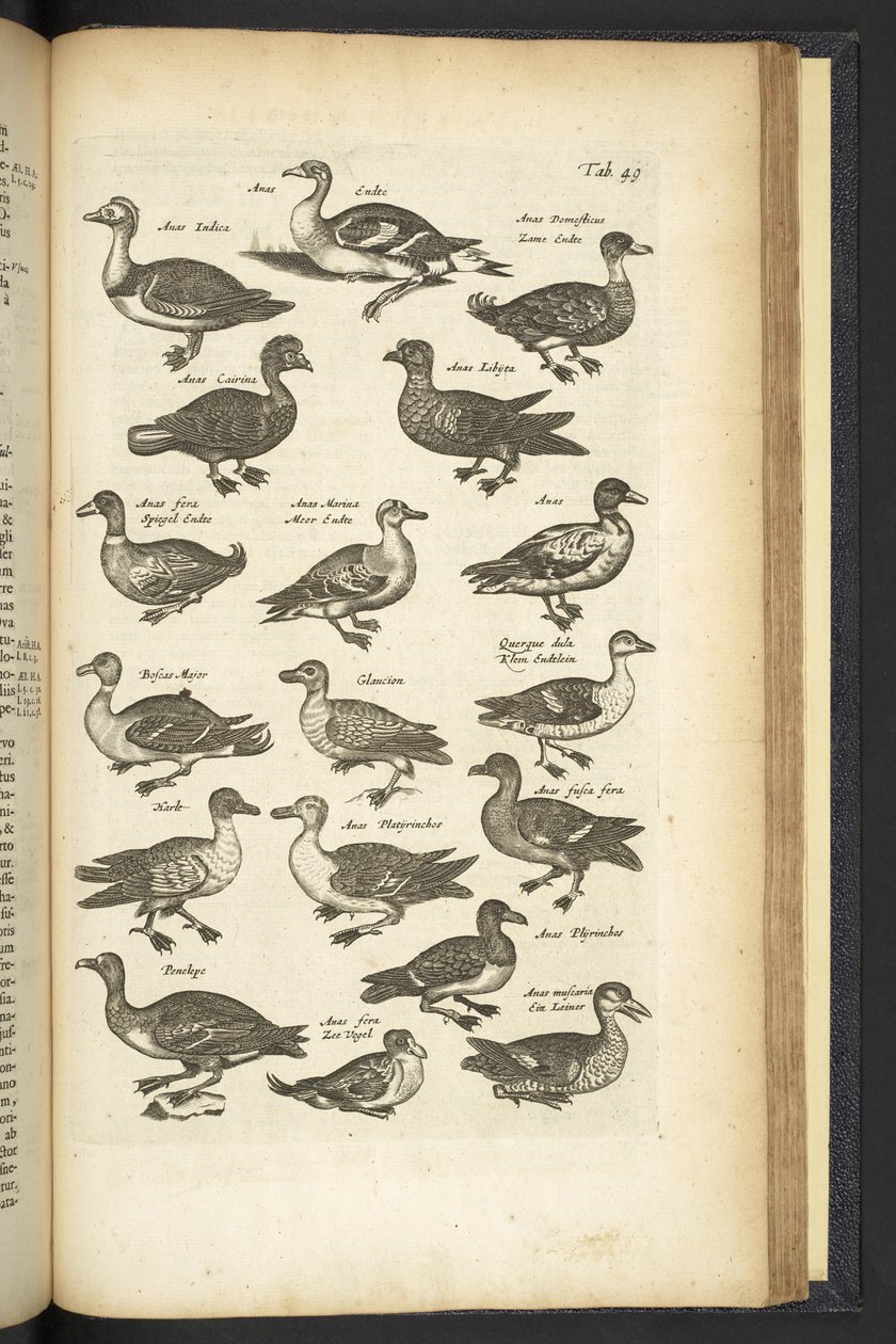 Fane 49, Ænder, Illustration fra 