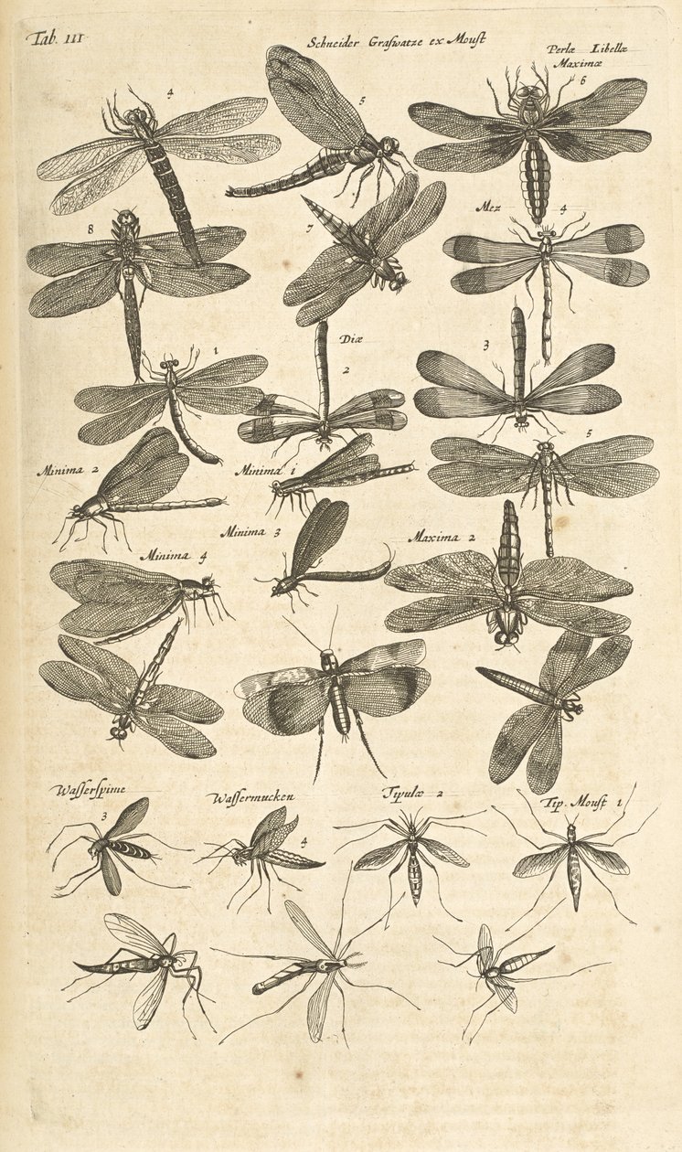 Fane III, Dragonflies, Illustration fra fra 