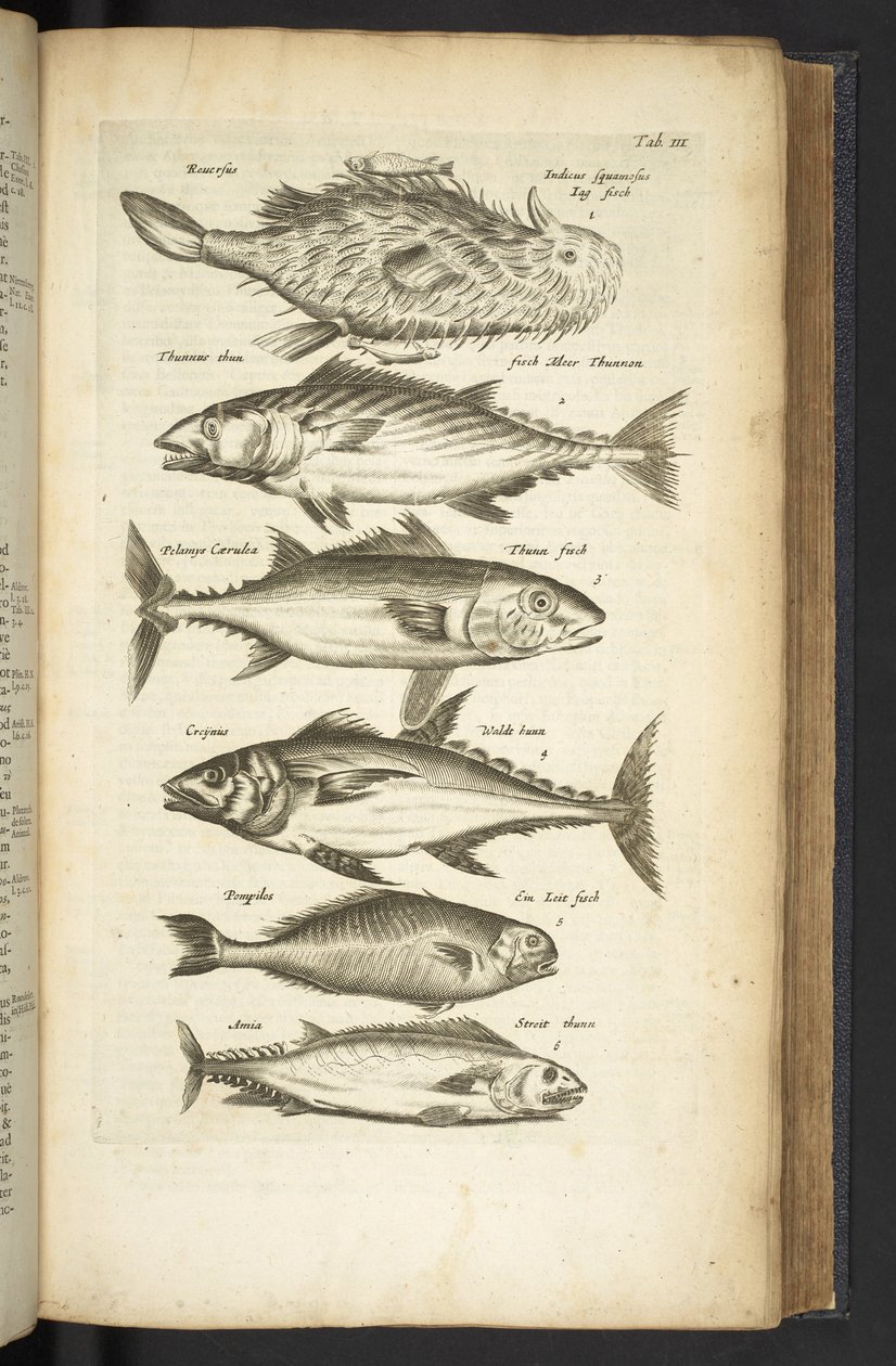 Tab III, Tunfisk, Illustration fra 
